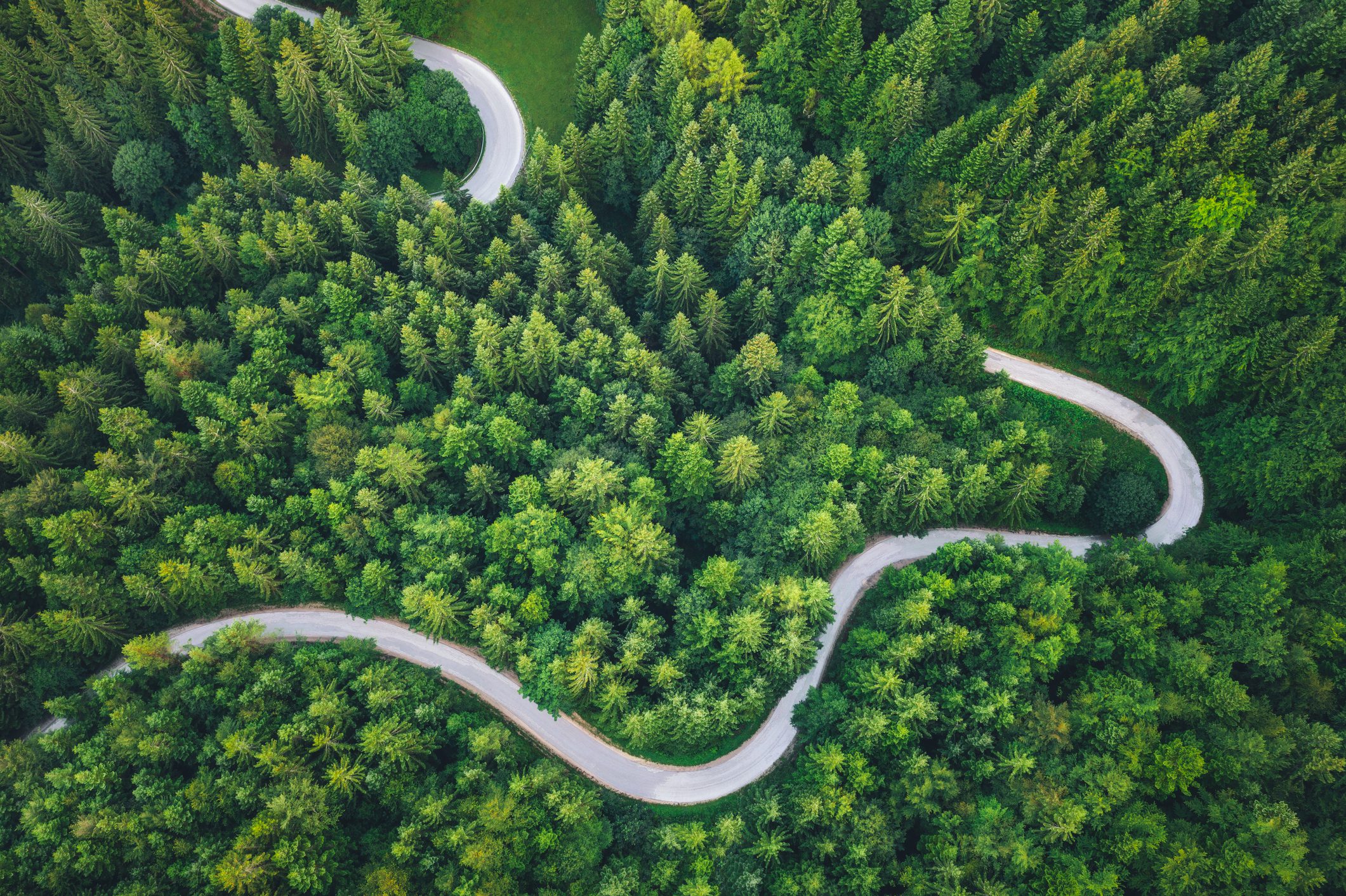 Winding road in forest.
